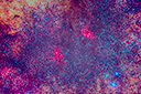 Cat Paw Nebula