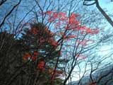 稲村岩分岐の紅葉
